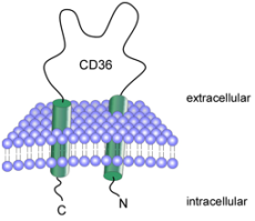 Molecula CD36 (receptor thrombospondin)