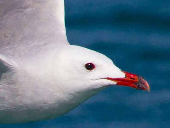 LARUS ADOUINII