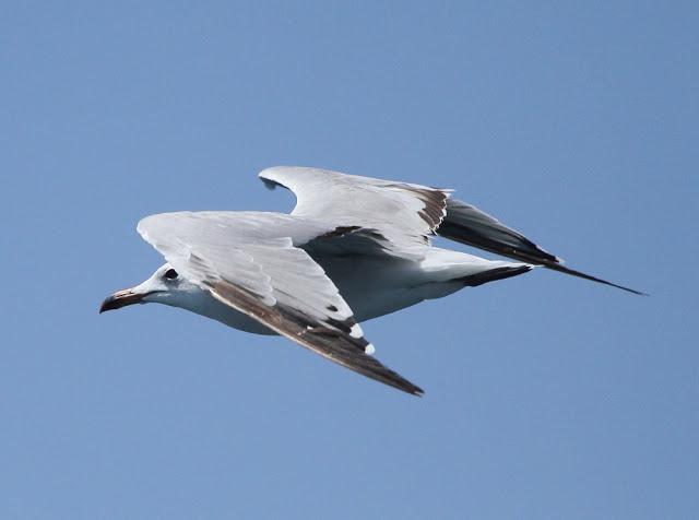 LARUS ADOUINII