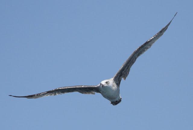 LARUS ADOUINII