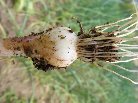 allium 88204 640 El ajo en tu huerto urbano