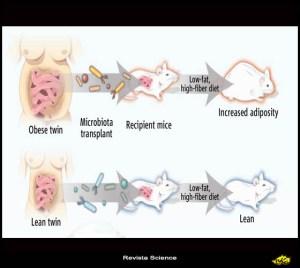Microbiota intestinal & Science