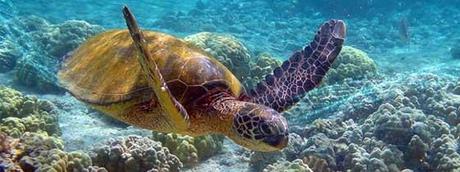 tortuga marina, salud del océano tortuga marina, salud del océano