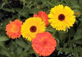 CÓMO SEMBRAR SEMILLAS DE CALÉNDULA