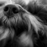 5 causas de los estornudos en los perros pequeños estornudos en los perros