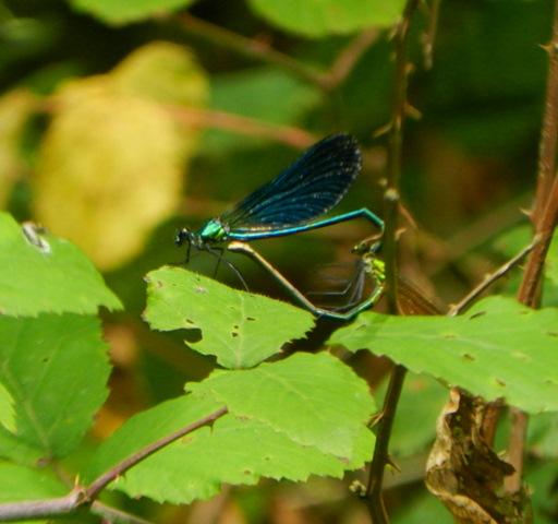 La reproducción de Calopteryx virgo