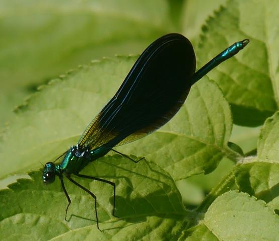 La reproducción de Calopteryx virgo