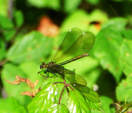 La reproducción de Calopteryx virgo