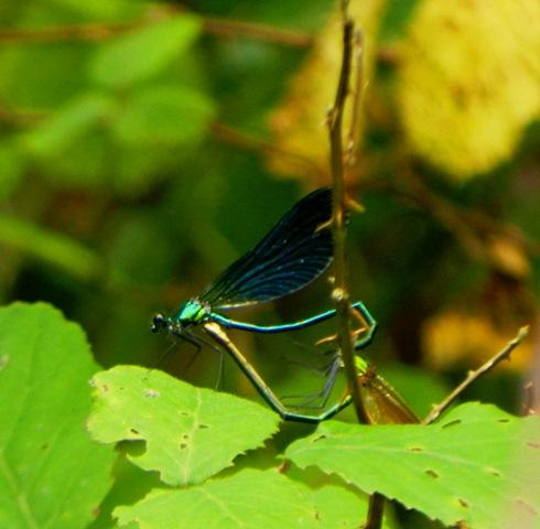 La reproducción de Calopteryx virgo