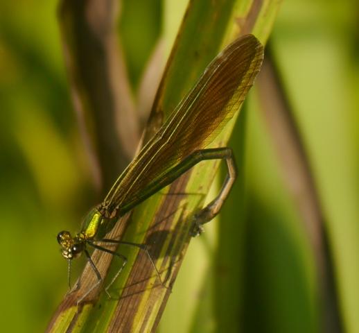 La reproducción de Calopteryx virgo