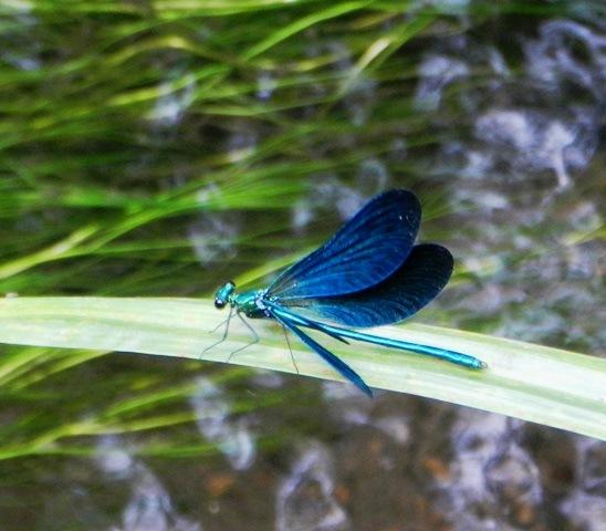 La reproducción de Calopteryx virgo