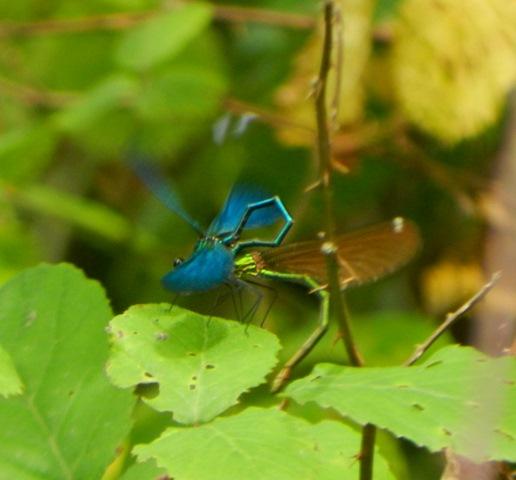 La reproducción de Calopteryx virgo
