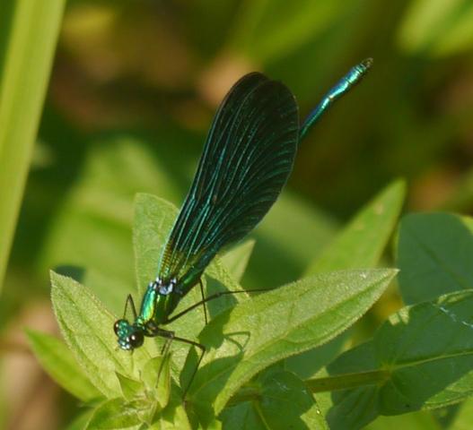 La reproducción de Calopteryx virgo