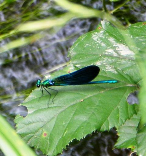 La reproducción de Calopteryx virgo