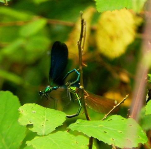 La reproducción de Calopteryx virgo