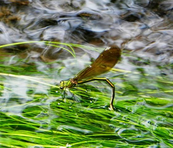 La reproducción de Calopteryx virgo