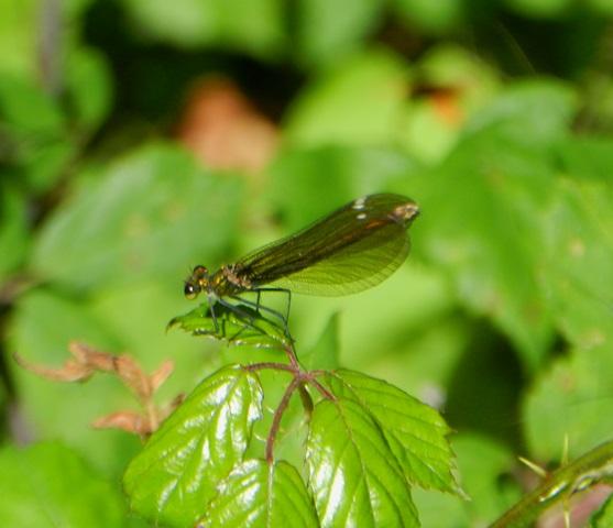 La reproducción de Calopteryx virgo