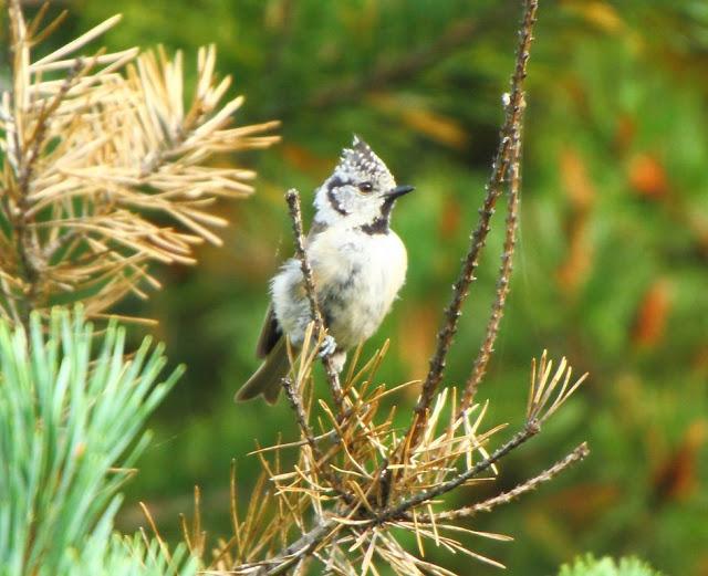 EL BOSQUE-THE FOREST-LA FORÊT-BASOA-EL BOSC
