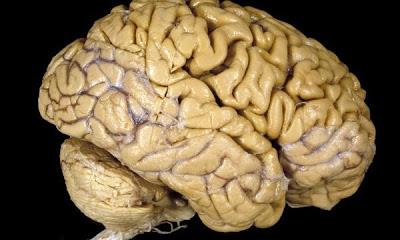 10 enigmas del cerebro humano sin explicación científica