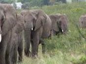 Lawrence Anthony tributo rindieron "sus" elefantes salvajes morir