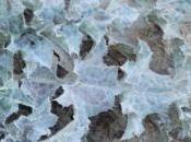 REFLEJOS NATURAL. Naturaleza Arquitectura. Acanto inspiración Orden Corintio agosto 2013