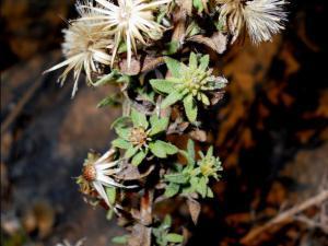 CHILIADENUS GLUTINOSUS  detalle brotes megustaelmedionatural