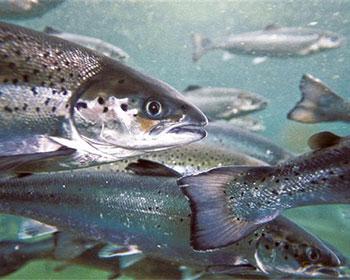 Noticia: La contaminación perjudica más que la acuicultura al salmón silvestre (Irlanda)