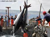 Noticia: estudio millones medio atunes rojos establece 3,31 metros longitud peso máximos