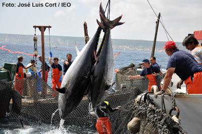 Noticia: El estudio de dos millones y medio de atunes rojos establece en 3,31 metros y 725 kg su longitud y peso máximos