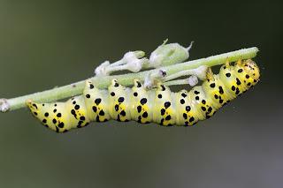 Cucullia (Shargacucullia) lychnitis (Rambur, 1833)