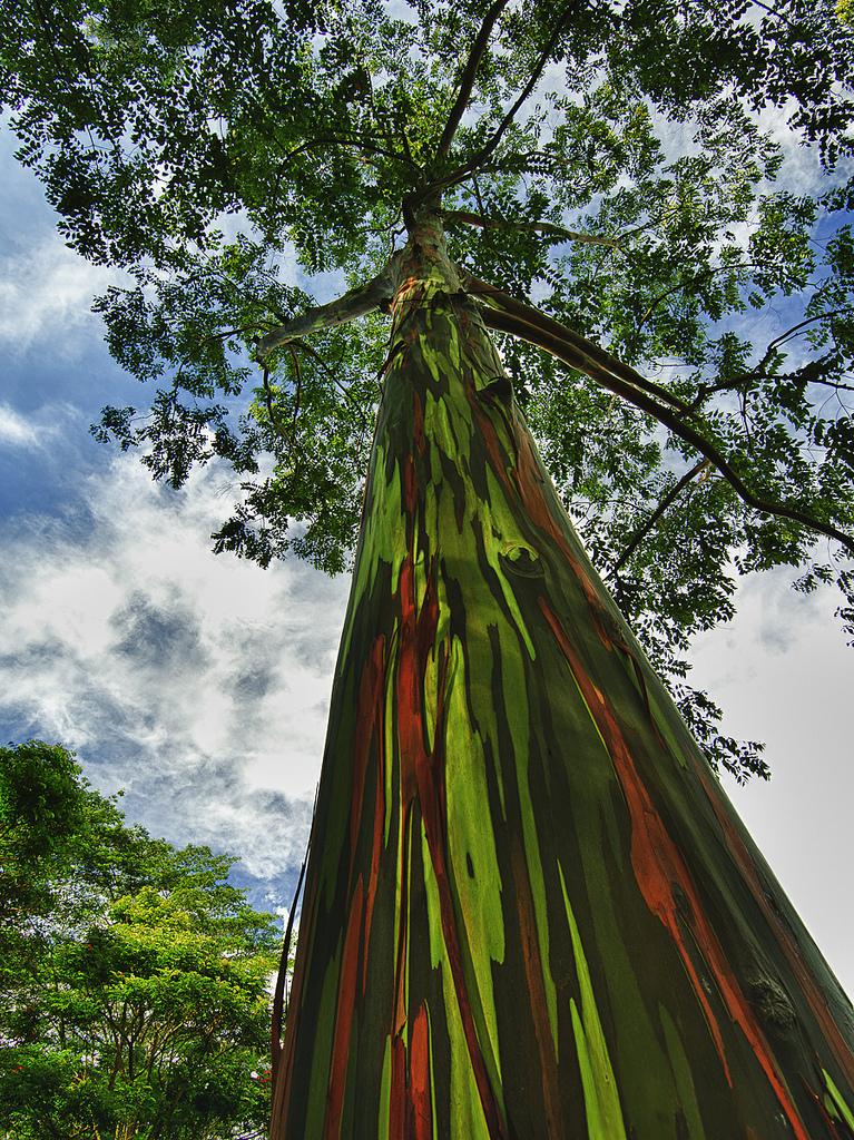 eucalipto arcoiris 88 (FILEminimizer)