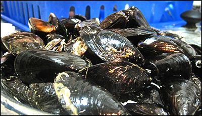 Mejillones ''express''