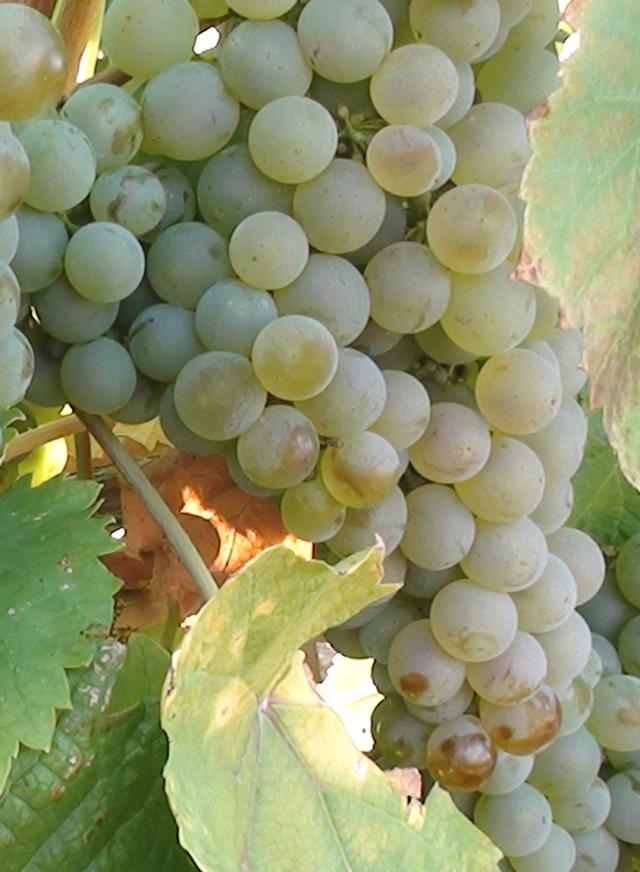 Vinopremier