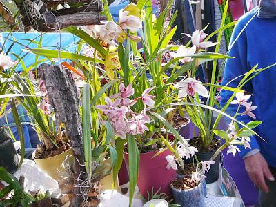 Feria de las colectividades itinerante