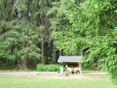 Día 5. Lago Titisee, uno de los lugares más bonitos de la Selva Negra! Día 5. Lago Titisee, uno de los lugares más bonitos de la Selva Negra!