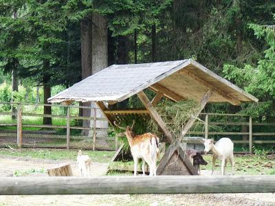 Día 5. Lago Titisee, uno de los lugares más bonitos de la Selva Negra! Día 5. Lago Titisee, uno de los lugares más bonitos de la Selva Negra!