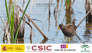 Ciclo de conferencias 'El ave del mes' en La Casa de la Ciencia Sevilla, España  300x200