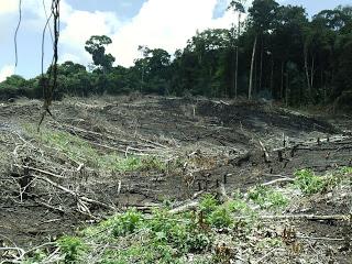 La humanidad agotó los recursos naturales que pueden ser renovados en un año