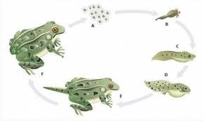 Az de la maternindad: D de diccionario (de mi casa)