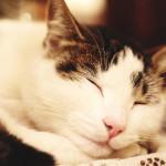 Insuficiencia renal en los gatos