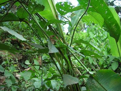 Iguana, Paque Manuel Antonio, Costa Rica, vuelta al mundo, round the world, La vuelta al mundo de Asun y Ricardo, mundoporlibre.com