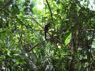 Mono, Parque Manuel Antonio, Costa Rica, vuelta al mundo, round the world, La vuelta al mundo de Asun y Ricardo, mundoporlibre.com