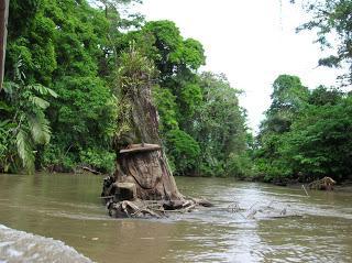 Arte , vegetación, río Tortuguero, Costa Rica, vuelta al mundo, round the world, La vuelta al mundo de Asun y Ricardo, mundoporlibre.com