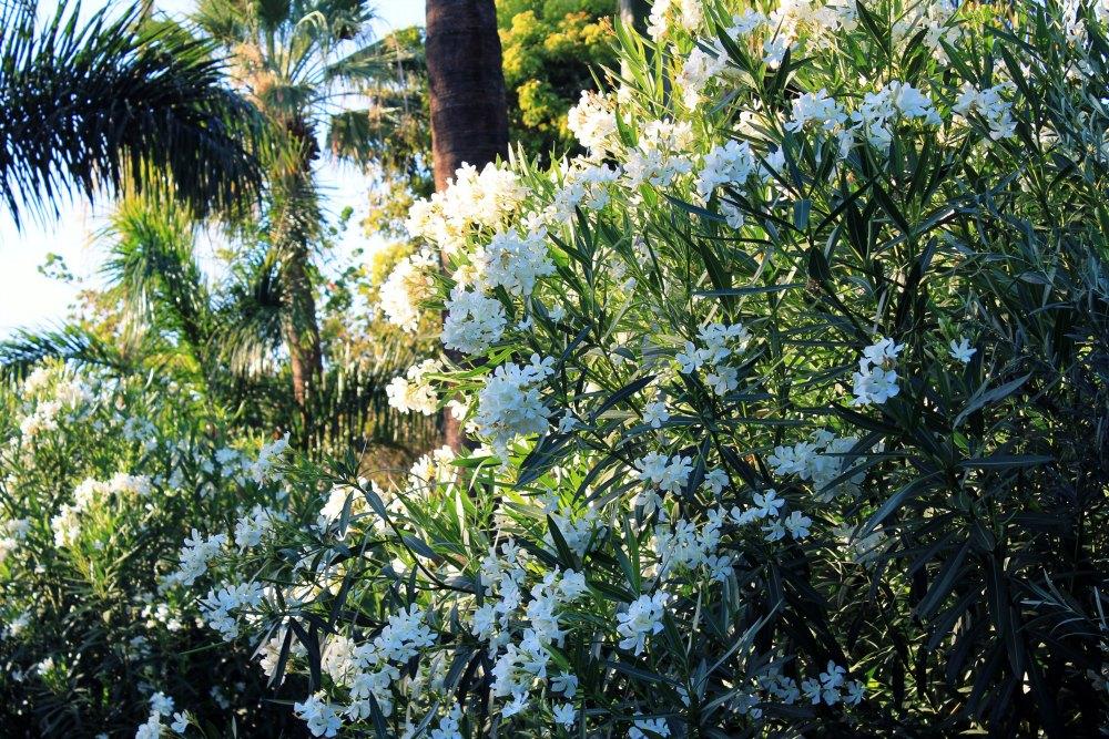 La Laguna y Castillo de San Cristóbal