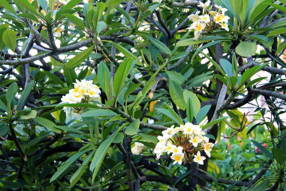 La Laguna y Castillo de San Cristóbal