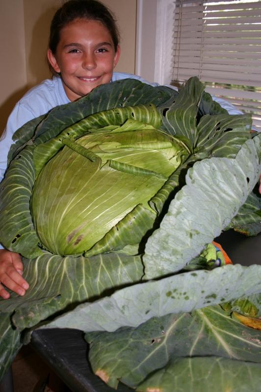 Katie cabbage