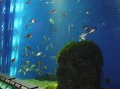 casa peces