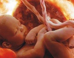 evolución del feto en la semana 32 de embarazo