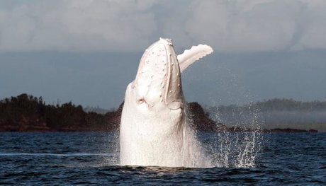 Noticia: Otra aparición estelar de Migaloo, la ballena blanca que se parece a Moby Dick