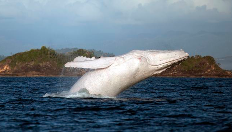 Noticia: Otra aparición estelar de Migaloo, la ballena blanca que se parece a Moby Dick